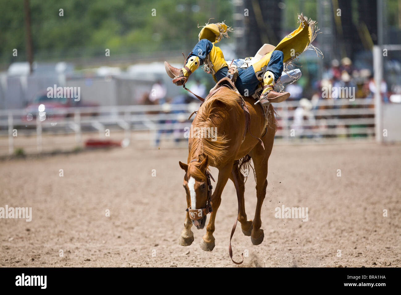 Rodeo Cowboy Bobby Mote lying down across the back of the horse as it ...