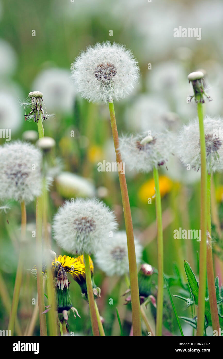 Common Dandelion (Taraxacum officinale) seedheads in meadow, Belgium Stock Photo