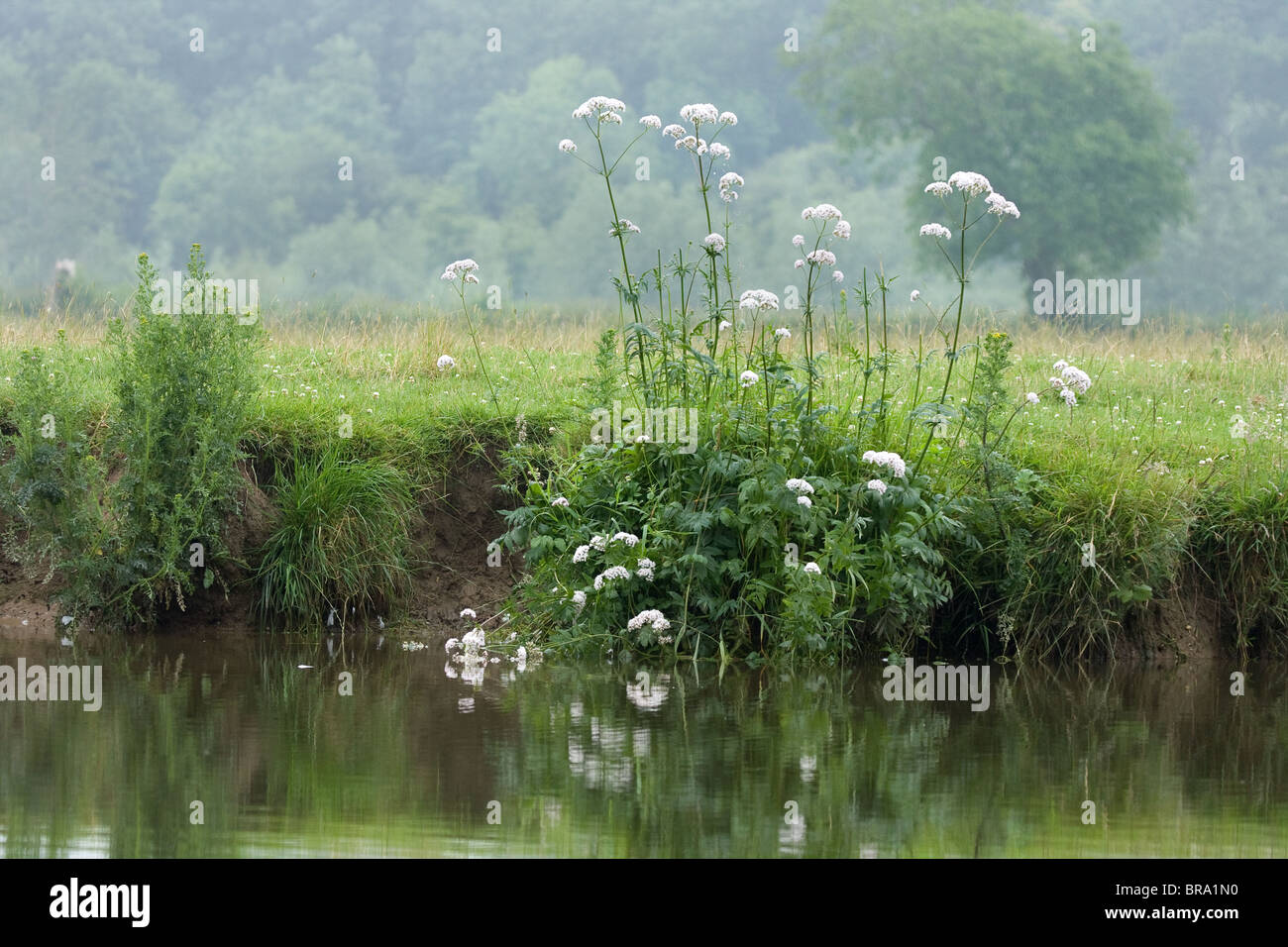 Greater Water Parsnip Sium latifolium flowering on the watermeads of the river Thames in Berkshire Stock Photo