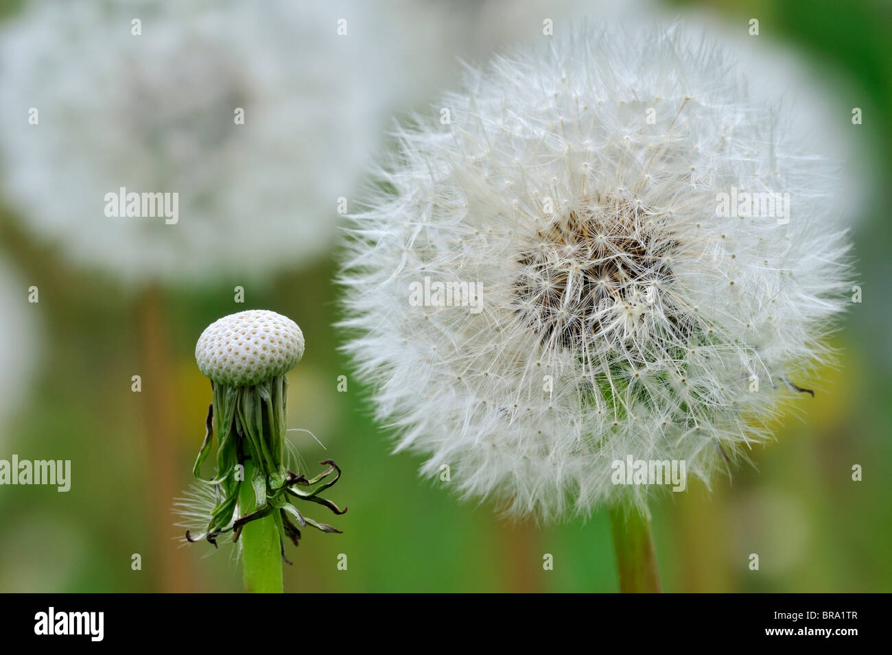 Common Dandelion (Taraxacum officinale) seedheads in meadow, Belgium Stock Photo