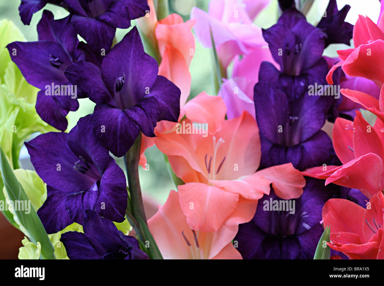 gladiolus; flowers; coloured; multi-coloured, Gladiolen; Blumen, bunt; mehrfarbig Stock Photo