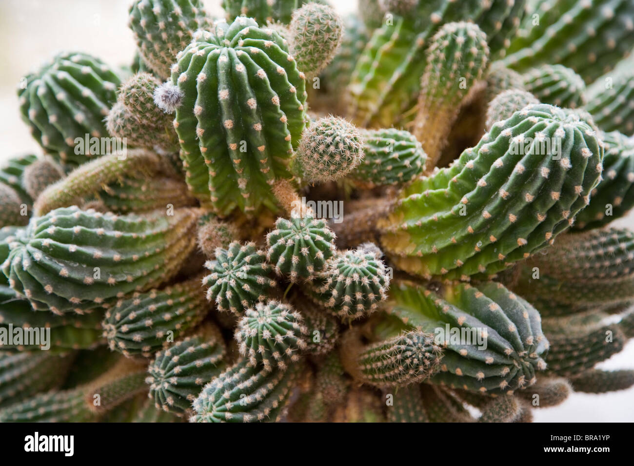 Cacti Stock Photo