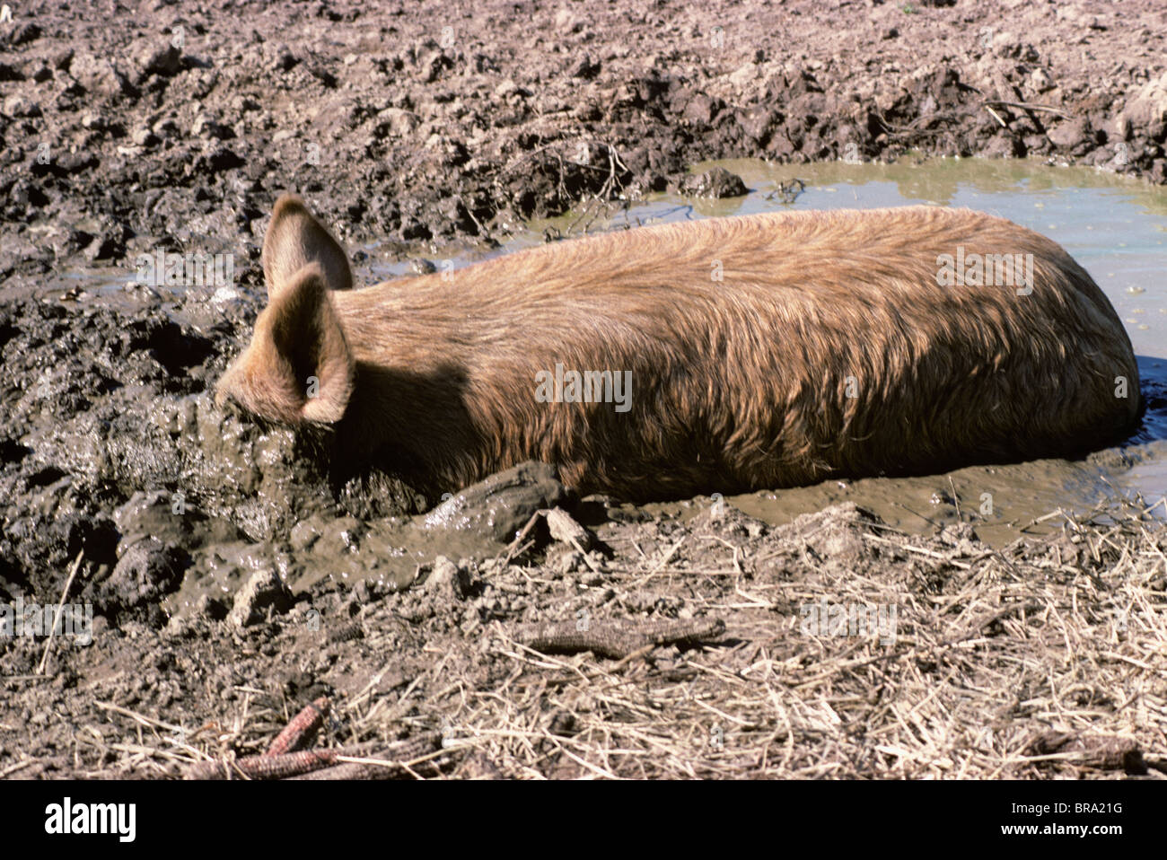 Happy as pigs in slop hi-res stock photography and images - Alamy