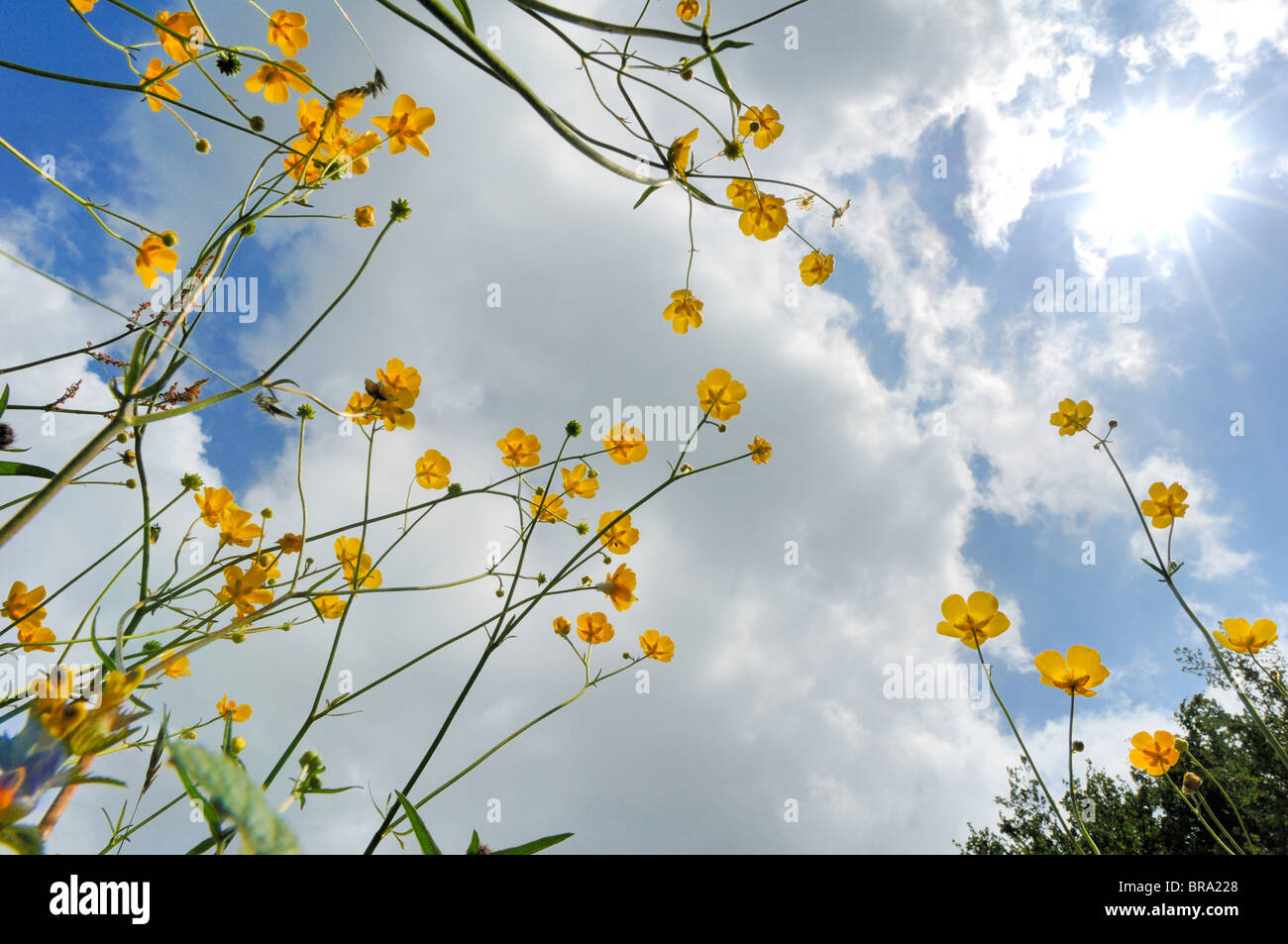 Buttercups in a hay Meadow on Dartoor National Park Stock Photo