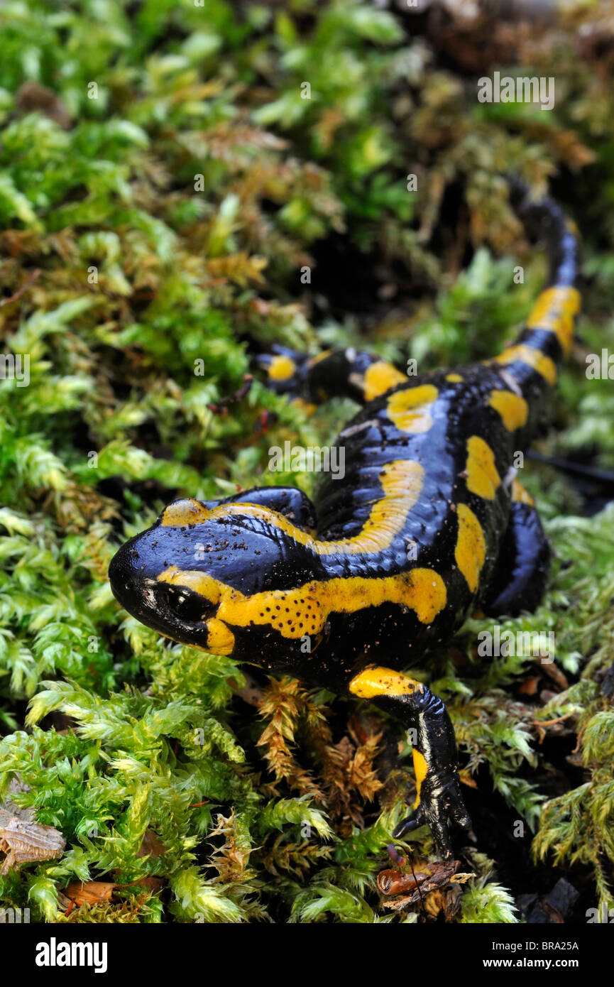 European / Fire salamander (Salamandra salamandra) on moss in forest Stock Photo