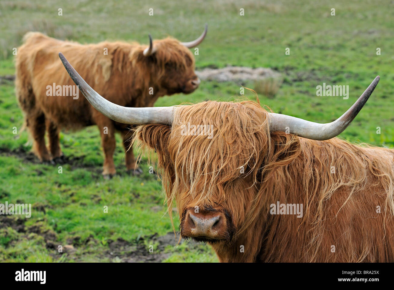 Highland cows (Bos taurus) on the Isle of Skye, Scotland, UK Stock Photo