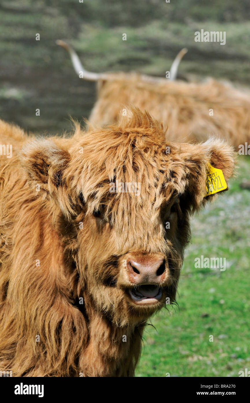 Highland calf (Bos taurus) in field on the Isle of Skye, Scotland, UK Stock Photo