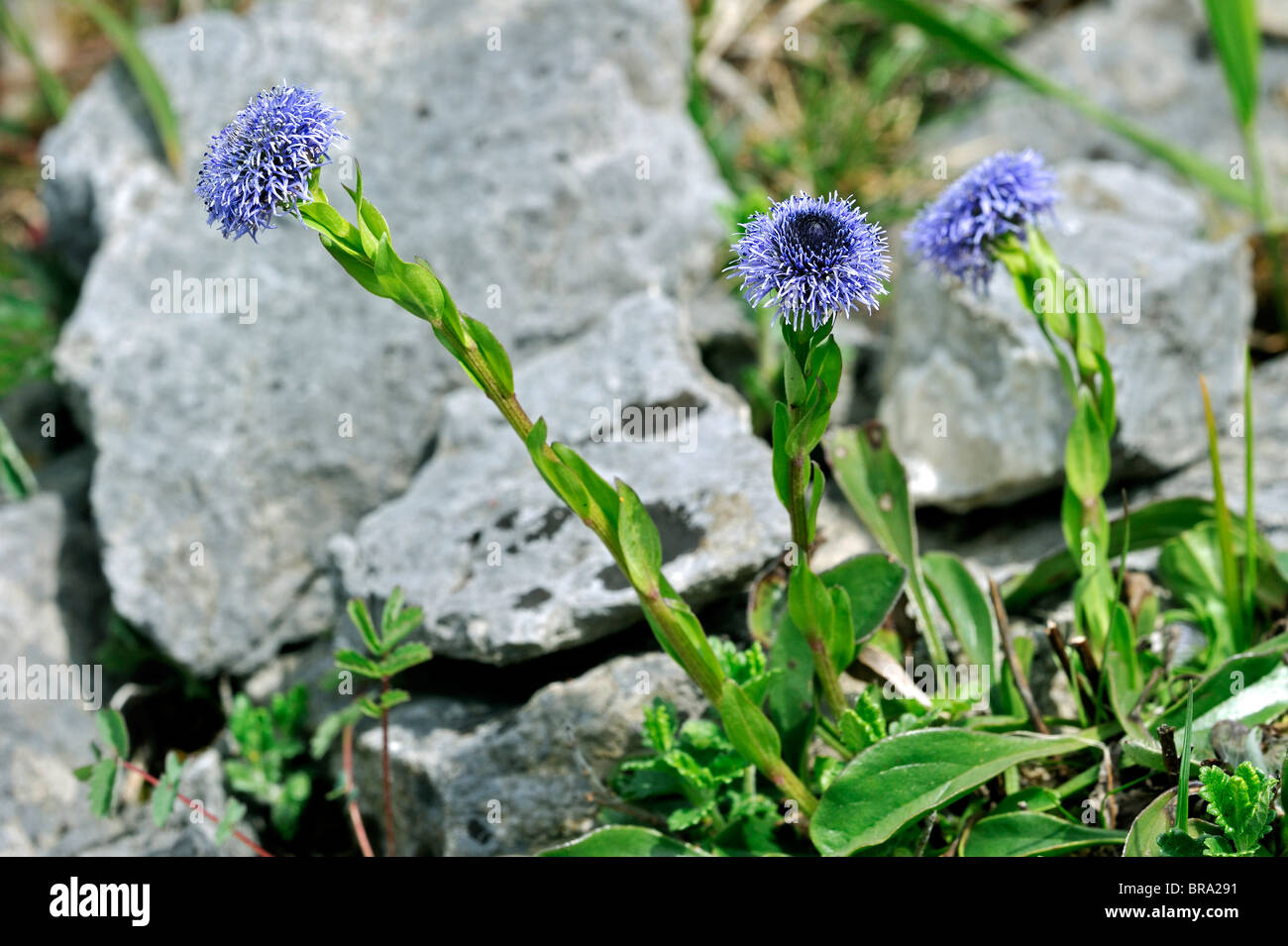 Common Globularia / Globe Daisy (Globularia punctata / Globularia bisnagarica) in flower among calcareous rocks, Ardennes, Belgi Stock Photo
