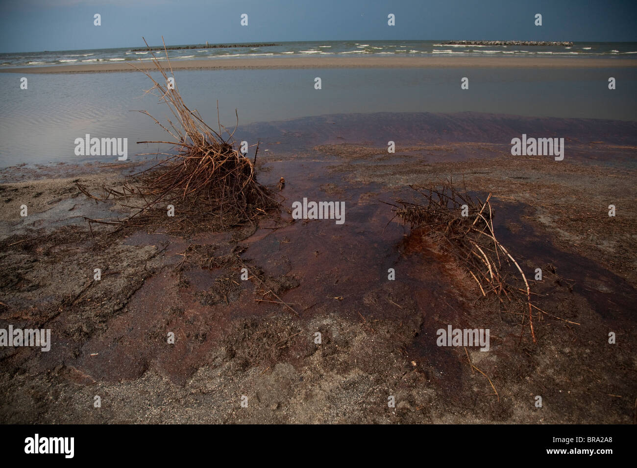 Oil from the British Petroleum Deepwater-Horizon oil spill covers the beach in Grand Isle, Louisiana. Stock Photo