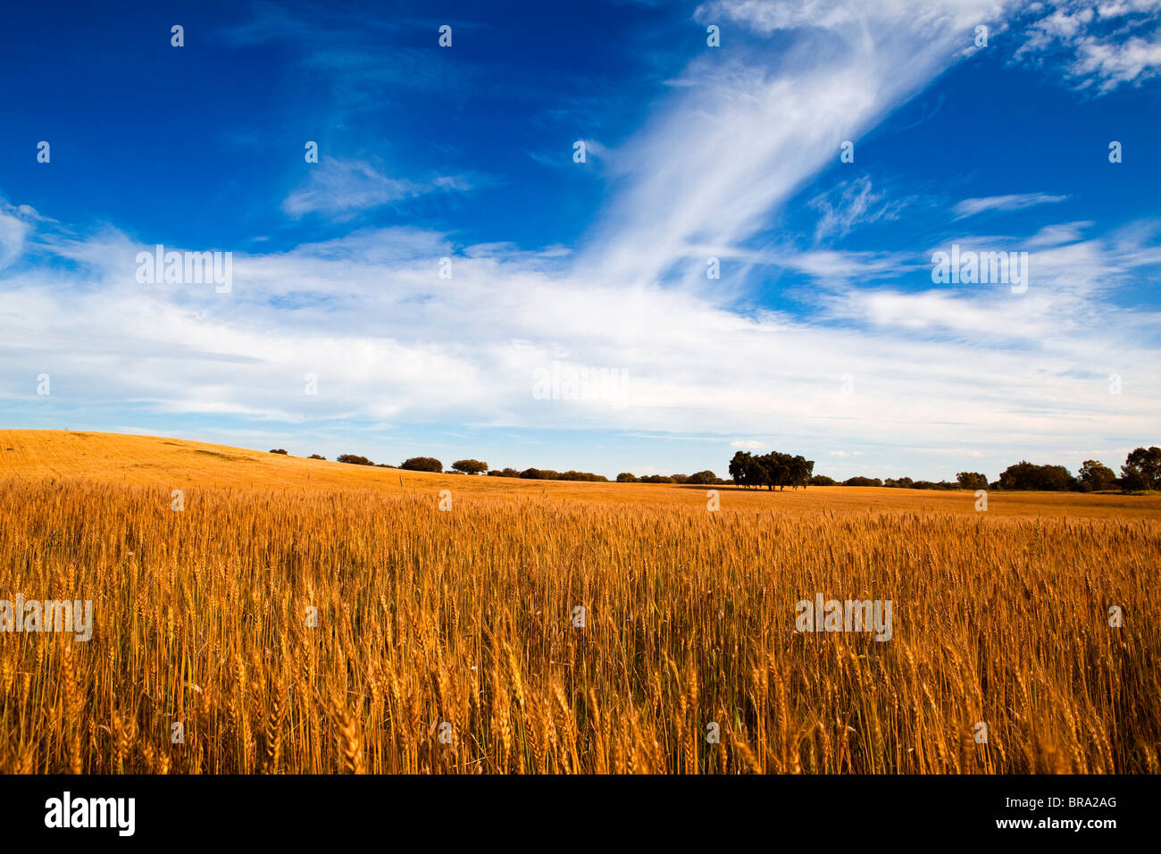 Yellow wheat field with a great blue sky and clouds Stock Photo - Alamy