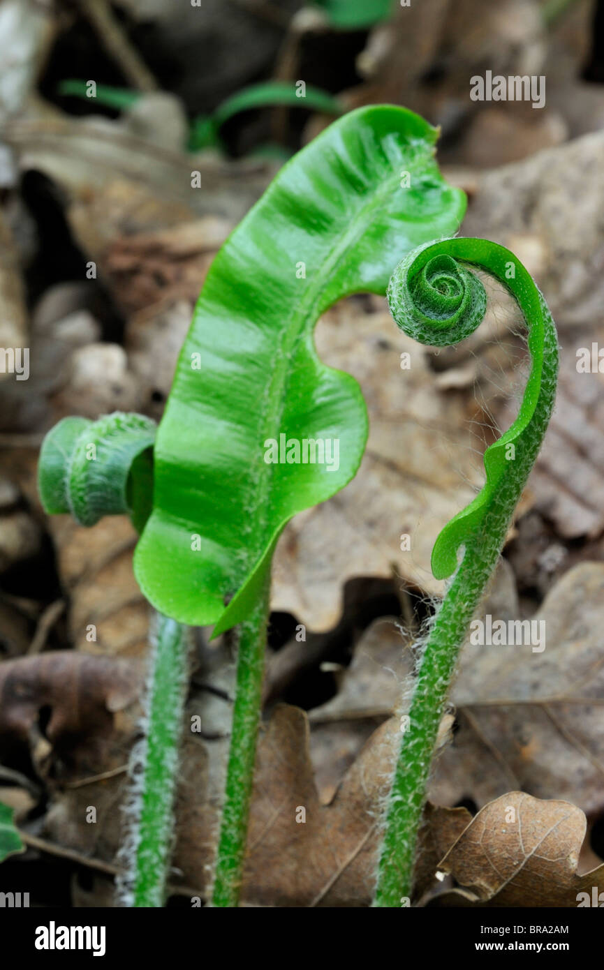 Hart's tongue fern (Asplenium scolopendrium / Phyllitis scolopendrium) fronds unfurling in spring, Luxembourg Stock Photo