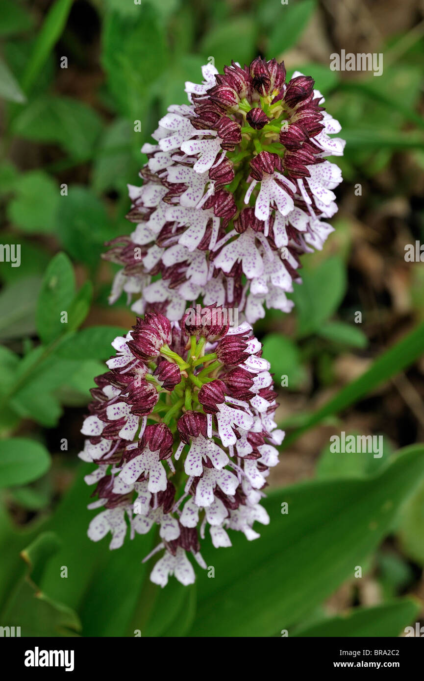 Lady orchid (Orchis purpurea) in flower in spring Stock Photo