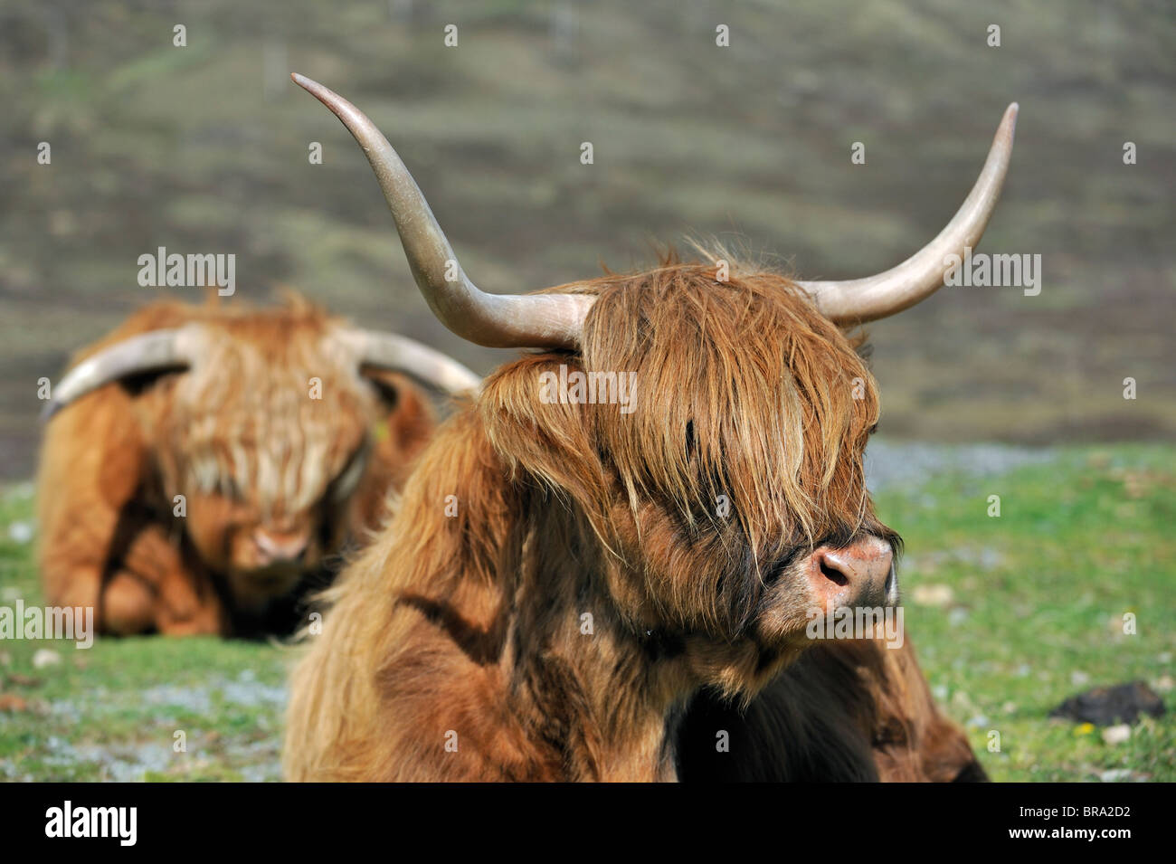 Highland cows (Bos taurus) resting  in field on the Isle of Skye, Scotland, UK Stock Photo