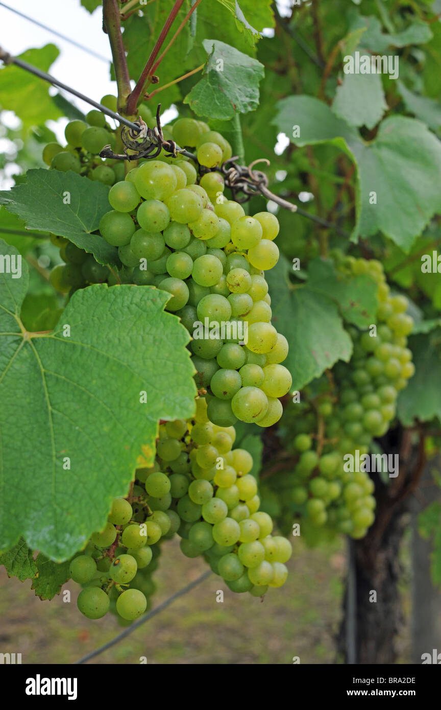 Grape vine uk hires stock photography and images Alamy