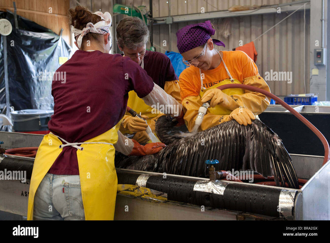 Get Oil Spill Animals Covered In Oil Pictures