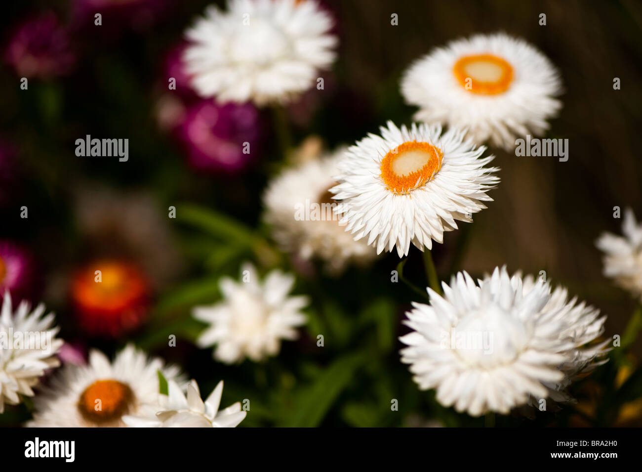 Helichrysum bracteatum monstrosum, Strawflowers in flower Stock Photo