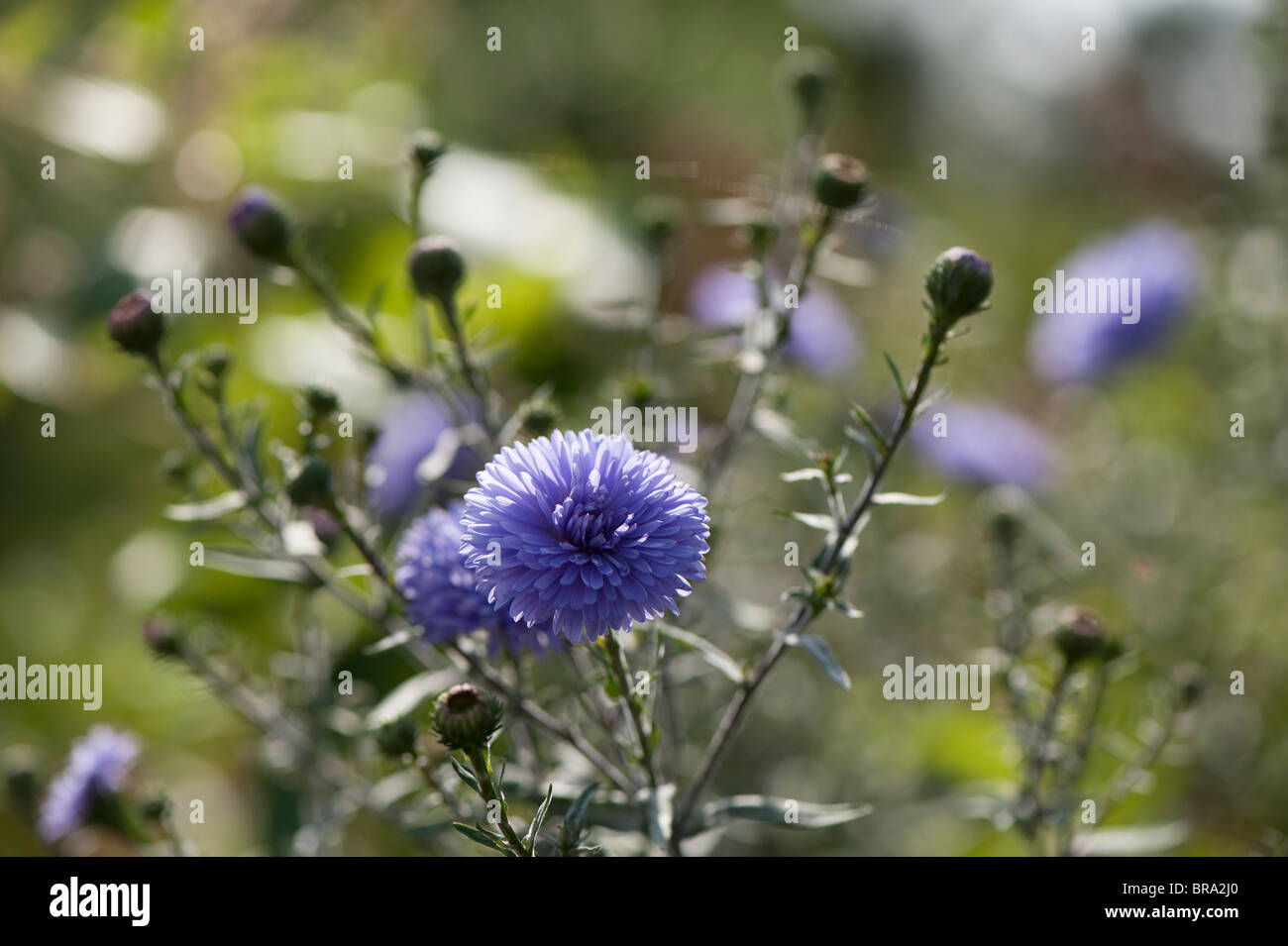 Aster novi-belgii, ‘Lady in Blue’, Michaelmas daisy, in flower Stock Photo