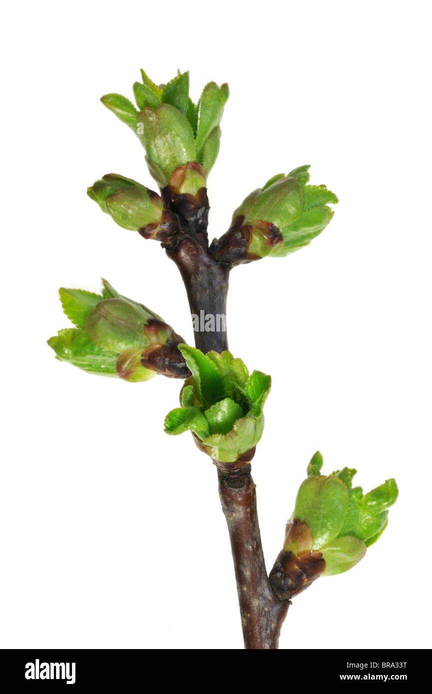 Sour cherry (Prunus cerasus) buds opening and leaves emerging, Belgium Stock Photo