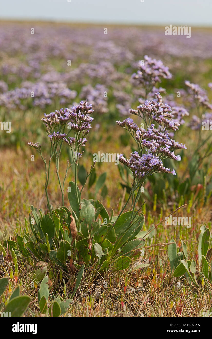 Sea lavender limonium latifolium blue hi-res stock photography and ...