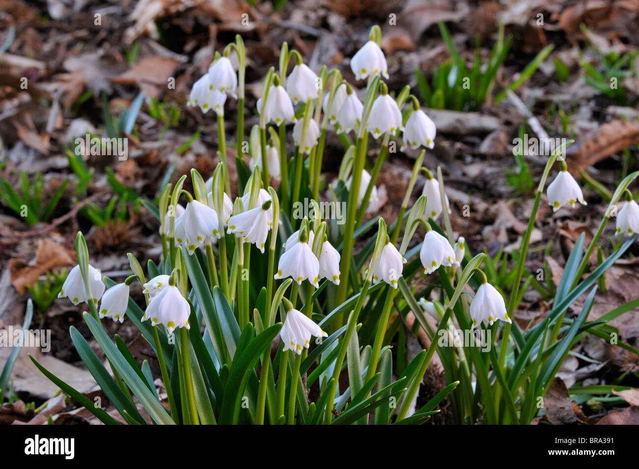 Spring snowflake flowers (Leucojum vernum) in forest Stock Photo - Alamy