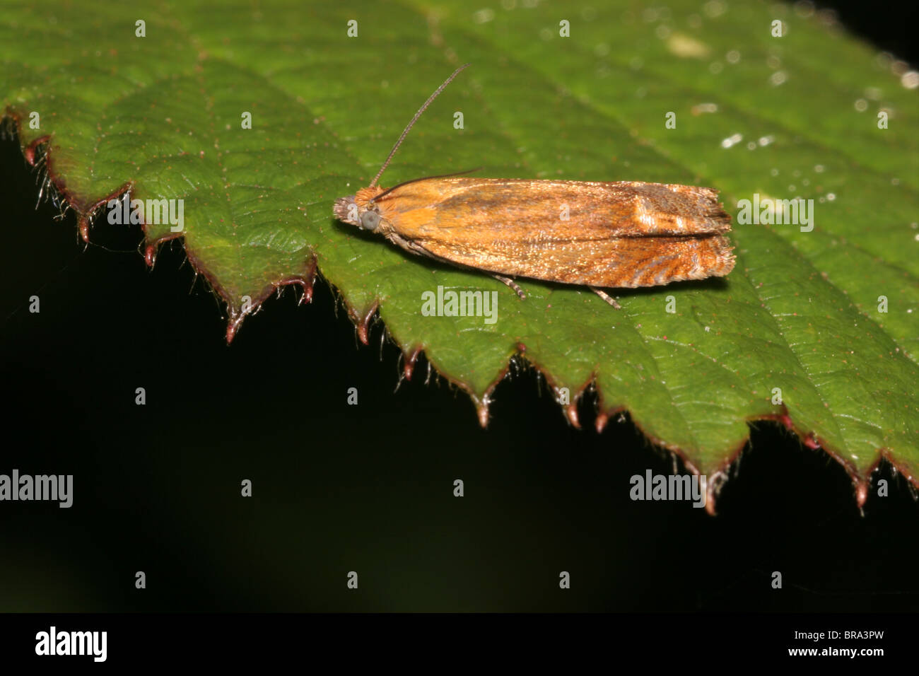 Micro moth (Lathronympha strigana : Tortricidae) in woodland, UK. Stock Photo