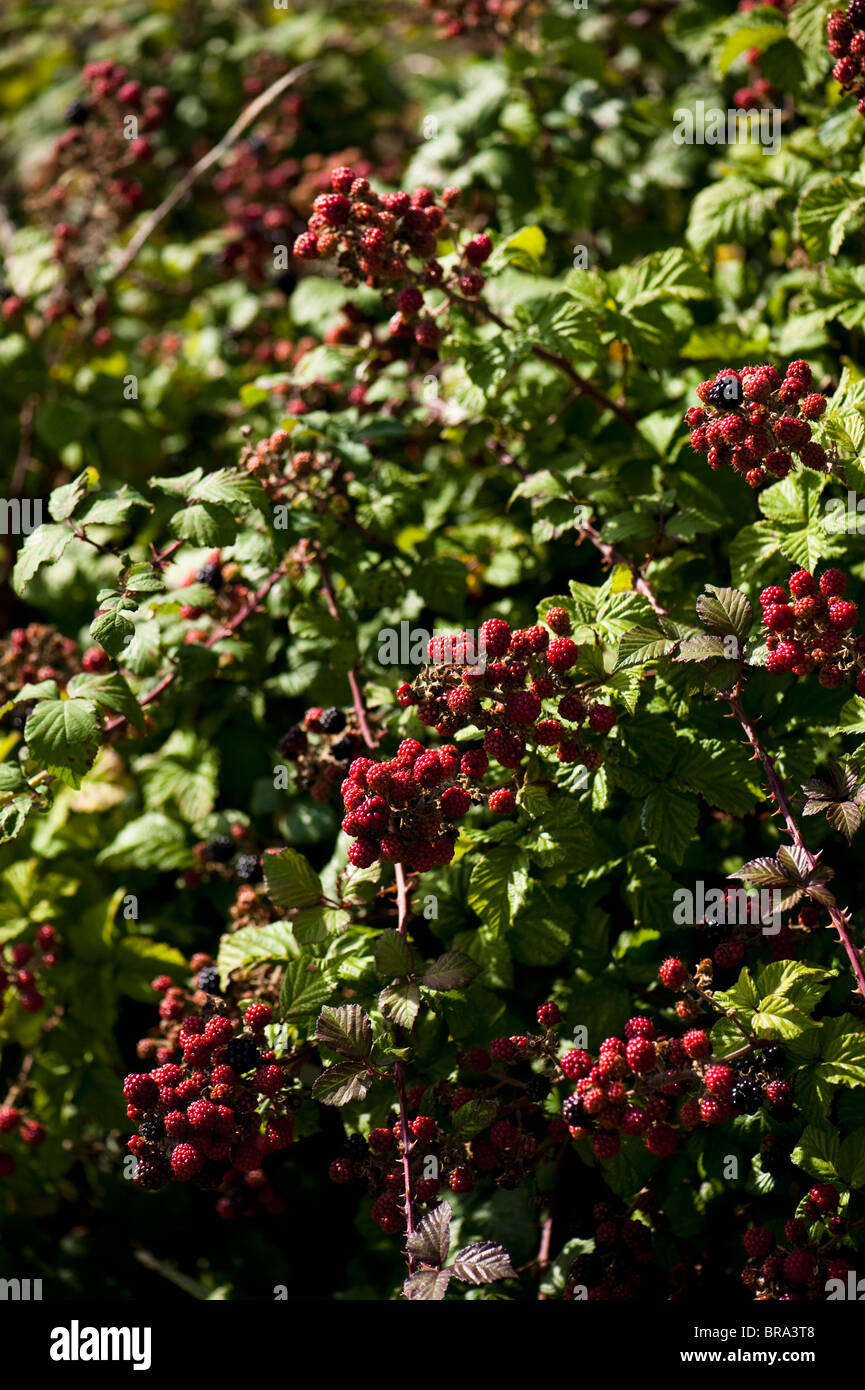 Blackberries growing wild, Rubus fruticosus Stock Photo Alamy