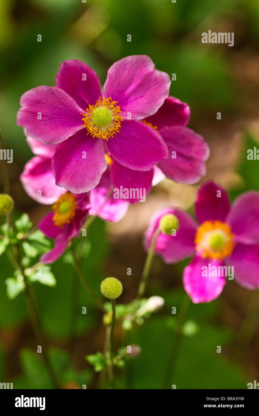 England UK. Pink Japanese Anemones in flower in early Autumn (anemone x hybrida) Stock Photo