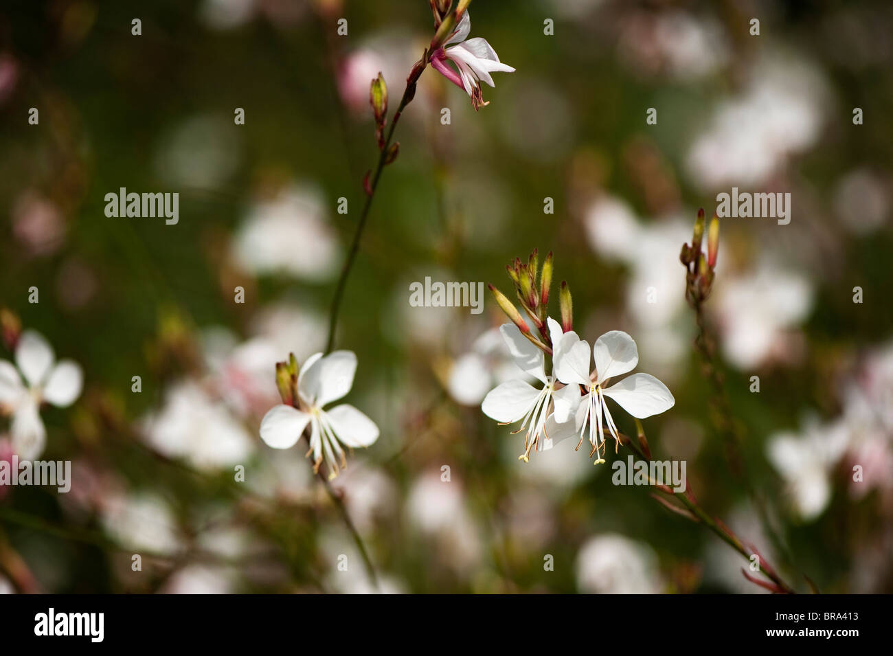 Gaura lindheimeri the bride hi-res stock photography and images - Alamy