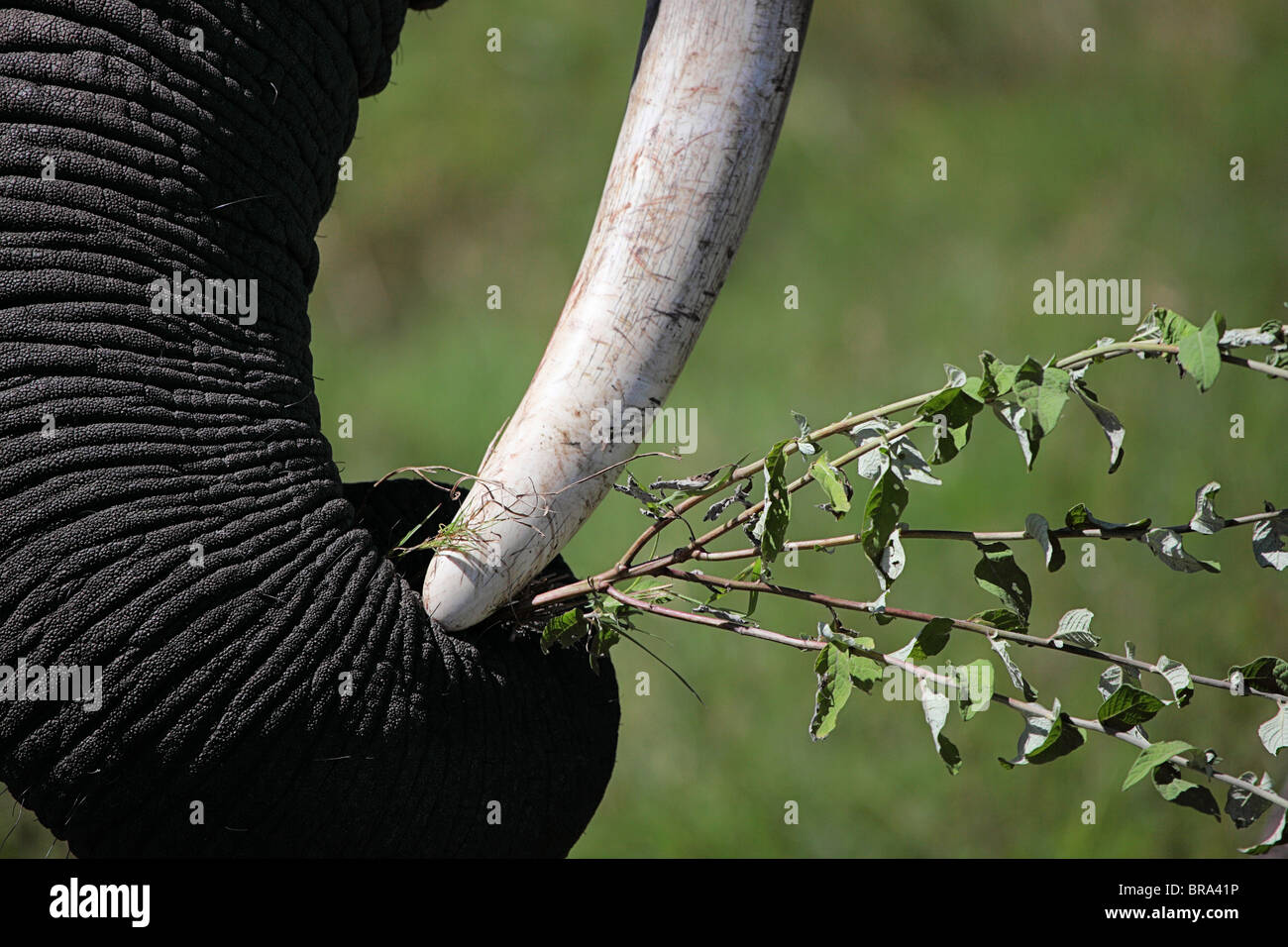 African elephant tusk and detail of trunk clutching branches Stock Photo