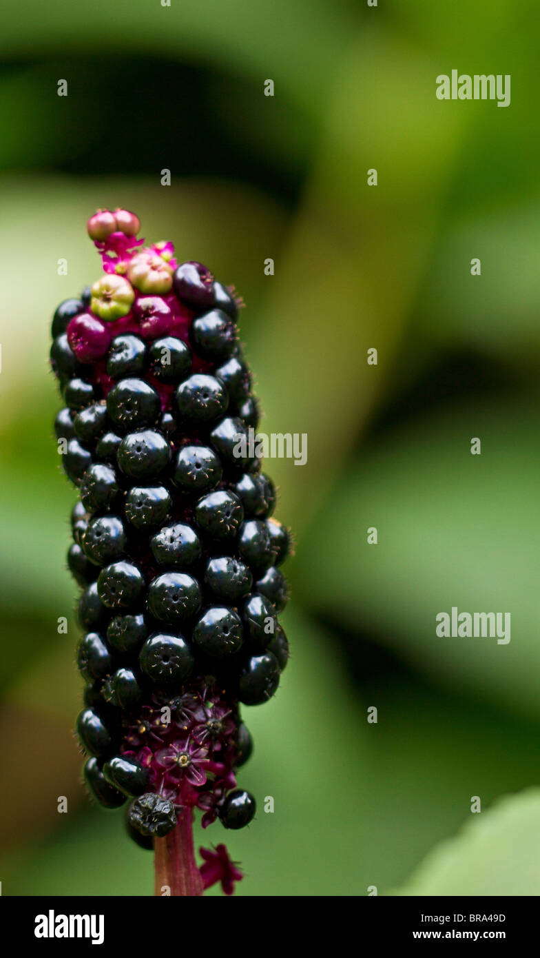 Dark red fruits of the American Pokeweed (Phytolacca americana). Stock Photo