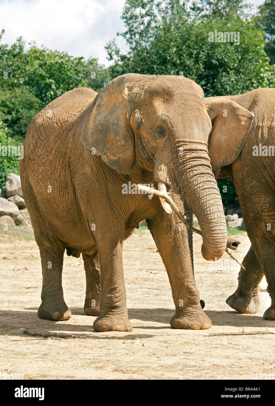 Elephant Basic African Elephant (loxodonta africana Stock Photo - Alamy