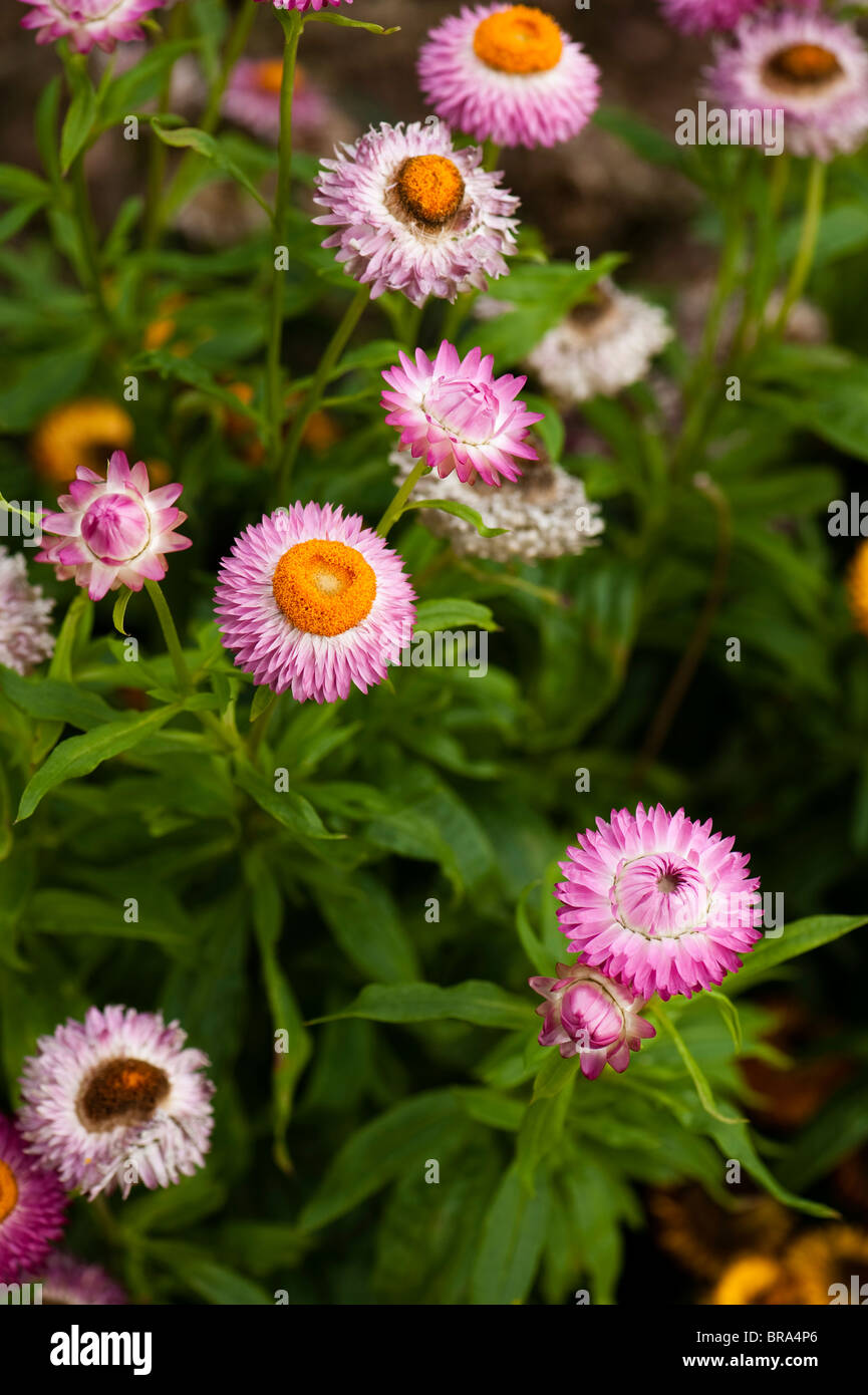 Helichrysum bracteatum monstrosum 'Bright Bikini', Strawflowers Stock