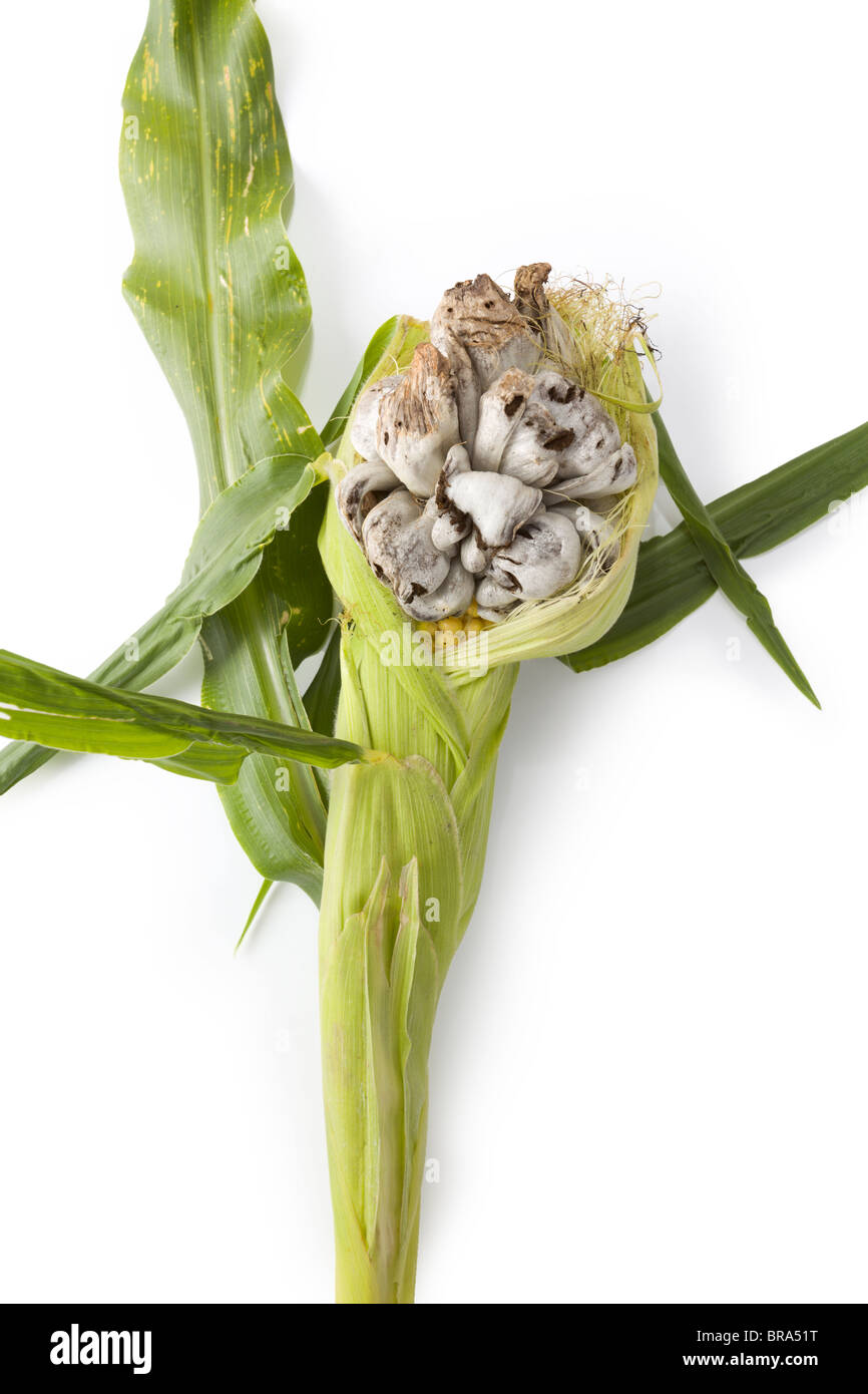 Huitlacoche blue corn fungus delicacy hires stock photography and