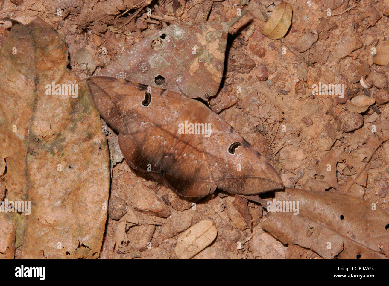 Dead-leaf moth on the rainforest floor in Ghana. Stock Photo