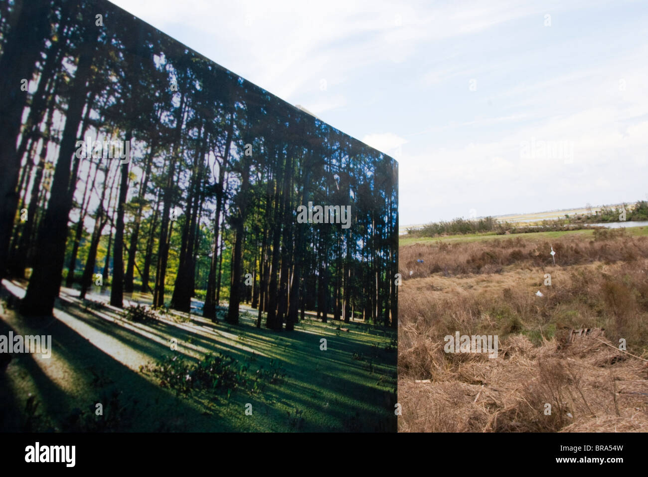 The loss of woodlands and wetlands at the Isle de Jean Charles in Terrebonne Parish, Louisina illustrated by two photos. Stock Photo