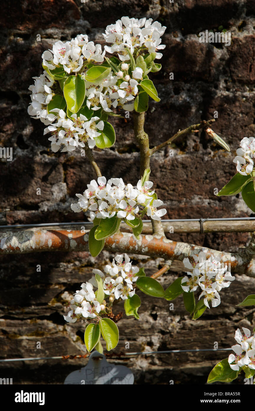 Blossom on a pear tree named Beurre Hardy in a walled garden Lost Gardens of Heligan in Cornwall SW England UK Stock Photo