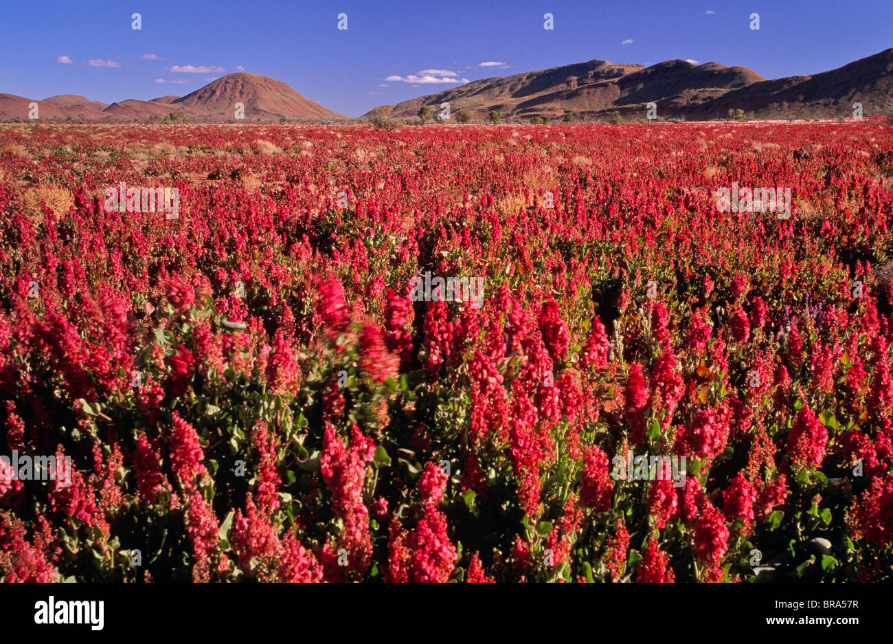 Wildflowers along Gunbarrel Highway, Musgrave Ranges, Central Australia