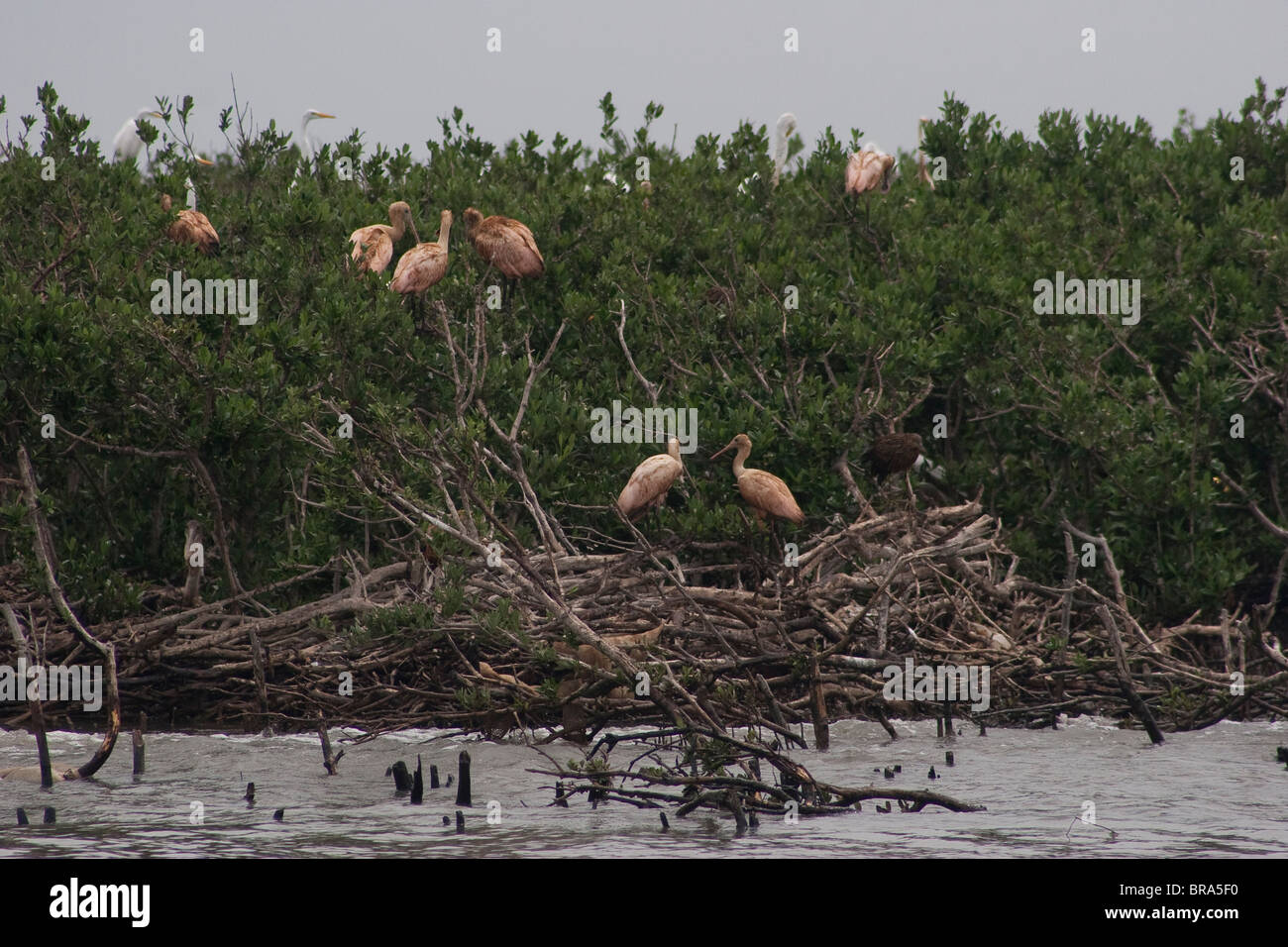 Sea birds on Gull Island in Barratarria Bay, Louisiana are coated in oil from the BP oil spill in the Gulf of Mexico. Stock Photo