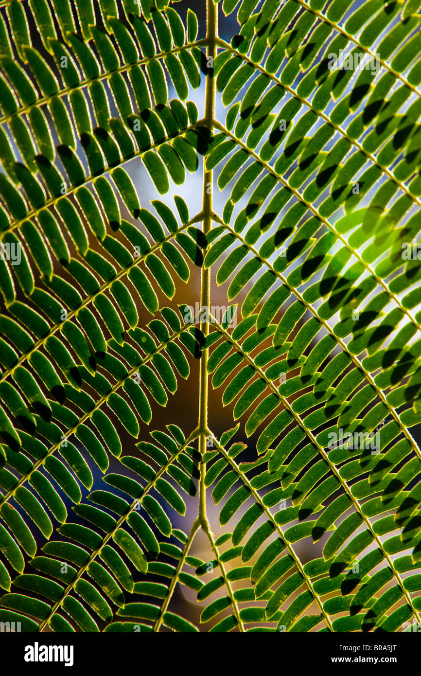 Backlighted geometrically symmetrical leaves of a Mimosa tree (Albizia julibrissin). Stock Photo
