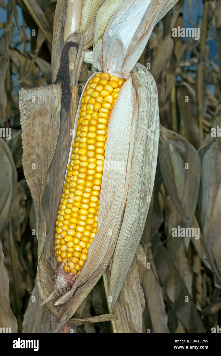Field corn Michigan mid-September USA Stock Photo