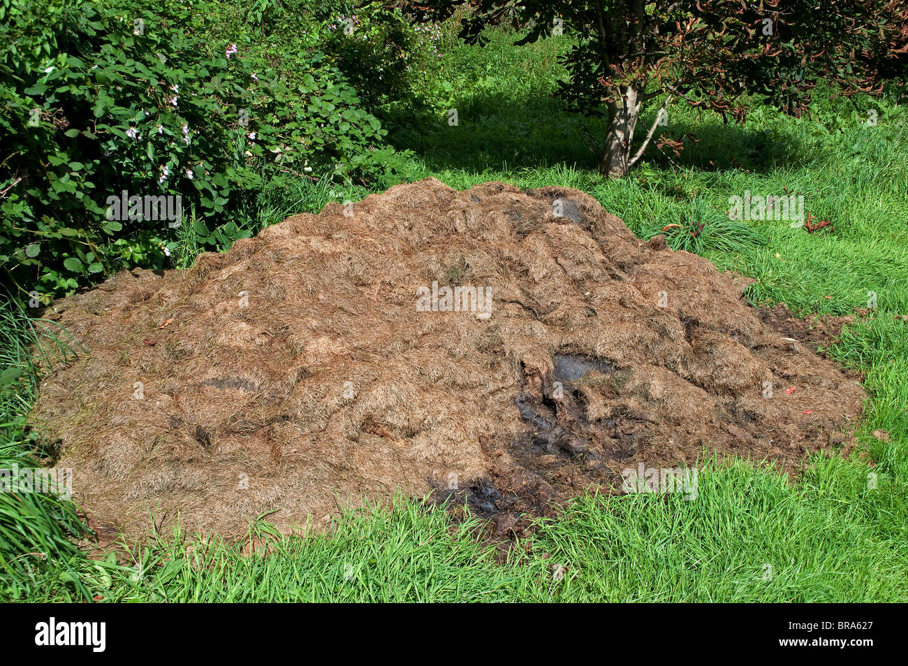 a pile of grass cuttings being left to make compost Stock Photo Alamy
