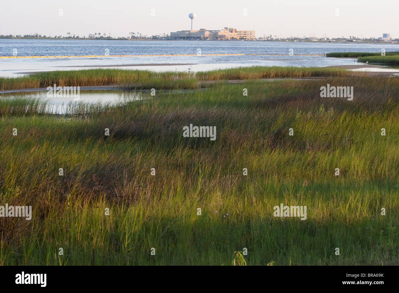 Marsh grass in Waveland, Mississippi stained with oil from the BP Deepwater Horizon Spill Stock Photo