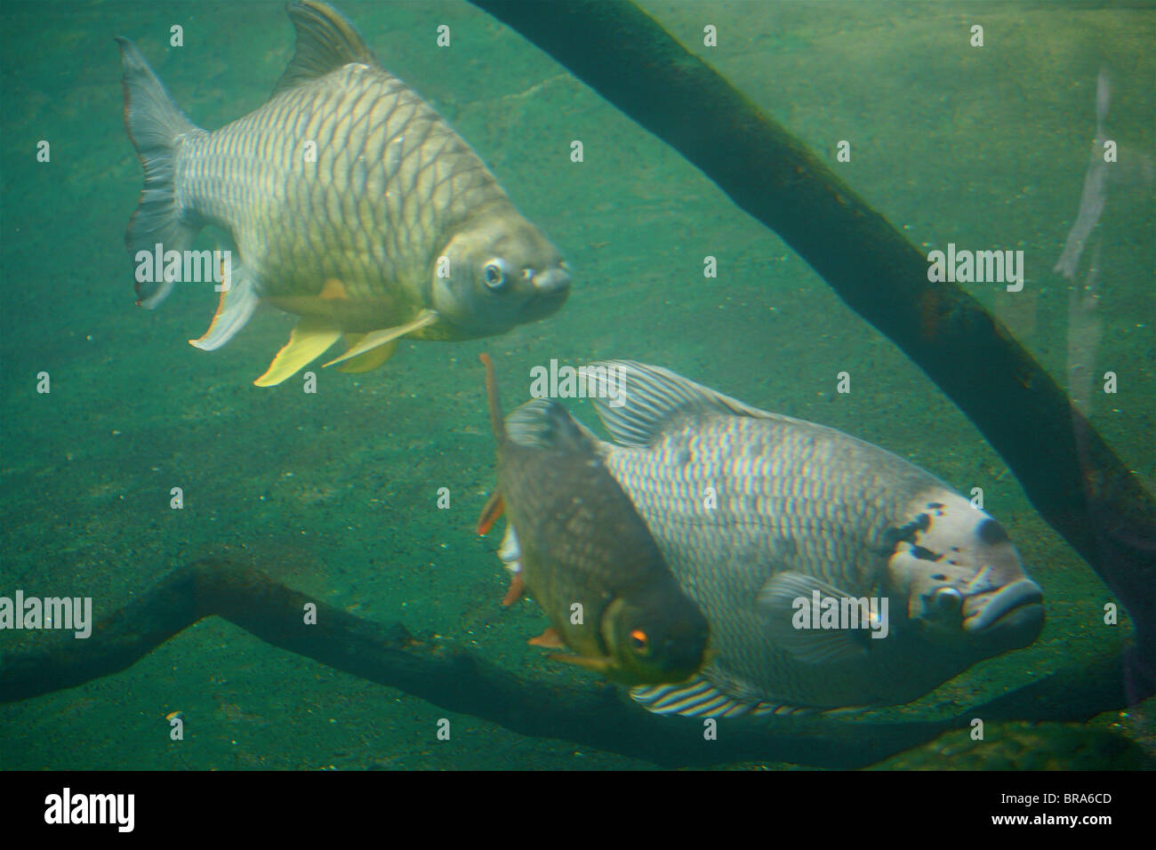 Two tinfoil barbs and a giant gourami swimming next to a branch. Stock Photo