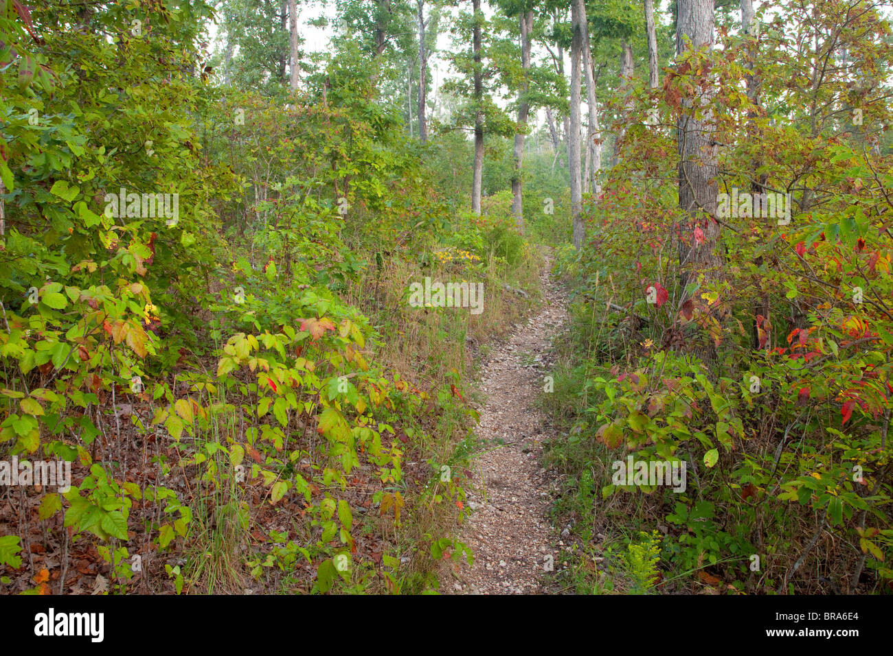 View Mark Twain National Forest Hiking Images