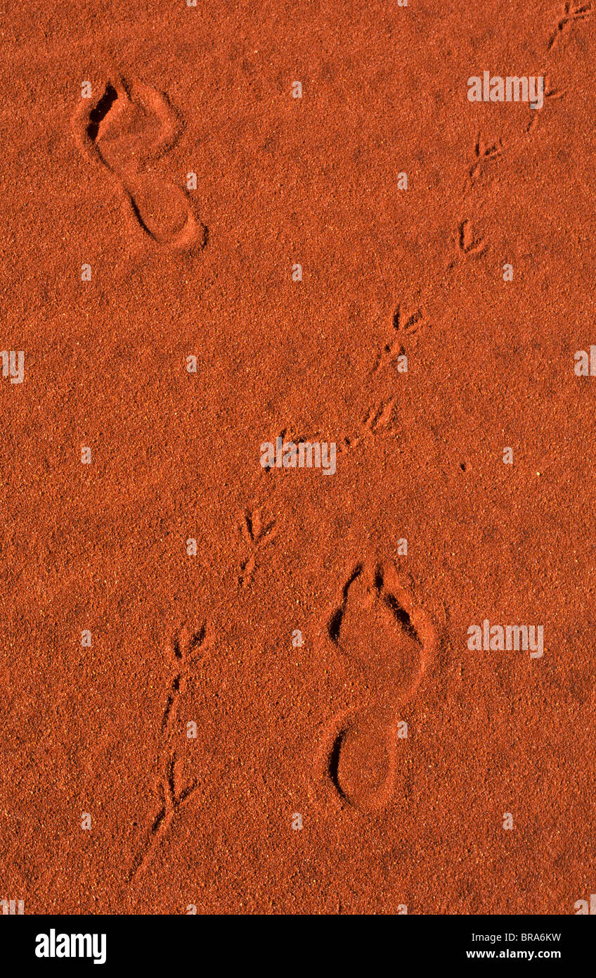 Tracks and footprints, outback Australia Stock Photo Alamy