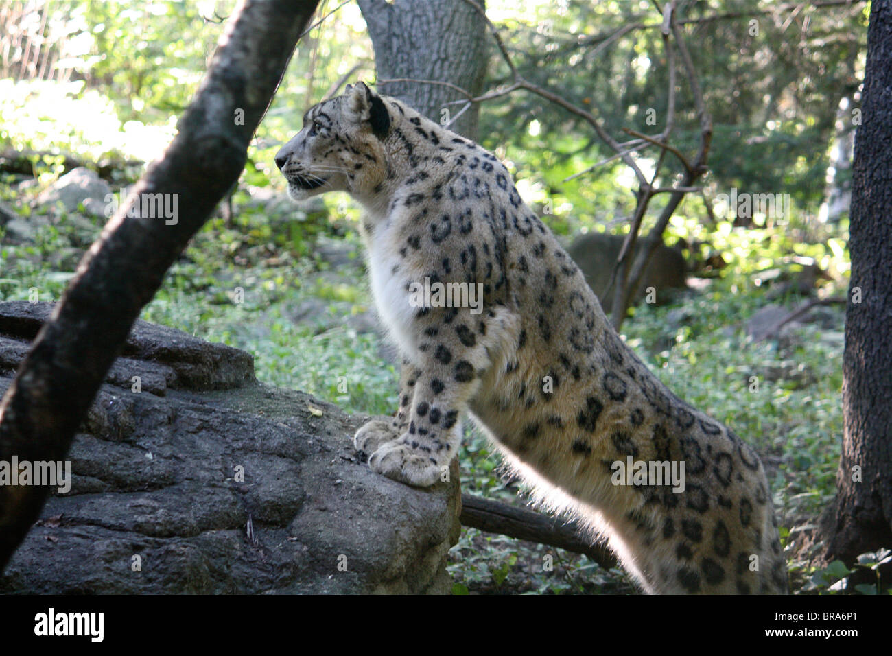 Snow Leopard Standing On A Rock Surrounded By Trees In The Daylight Stock Photo Alamy Snow Leopard Standing On A Rock Surrounded By Trees In The Daylight Stock Photo Alamy