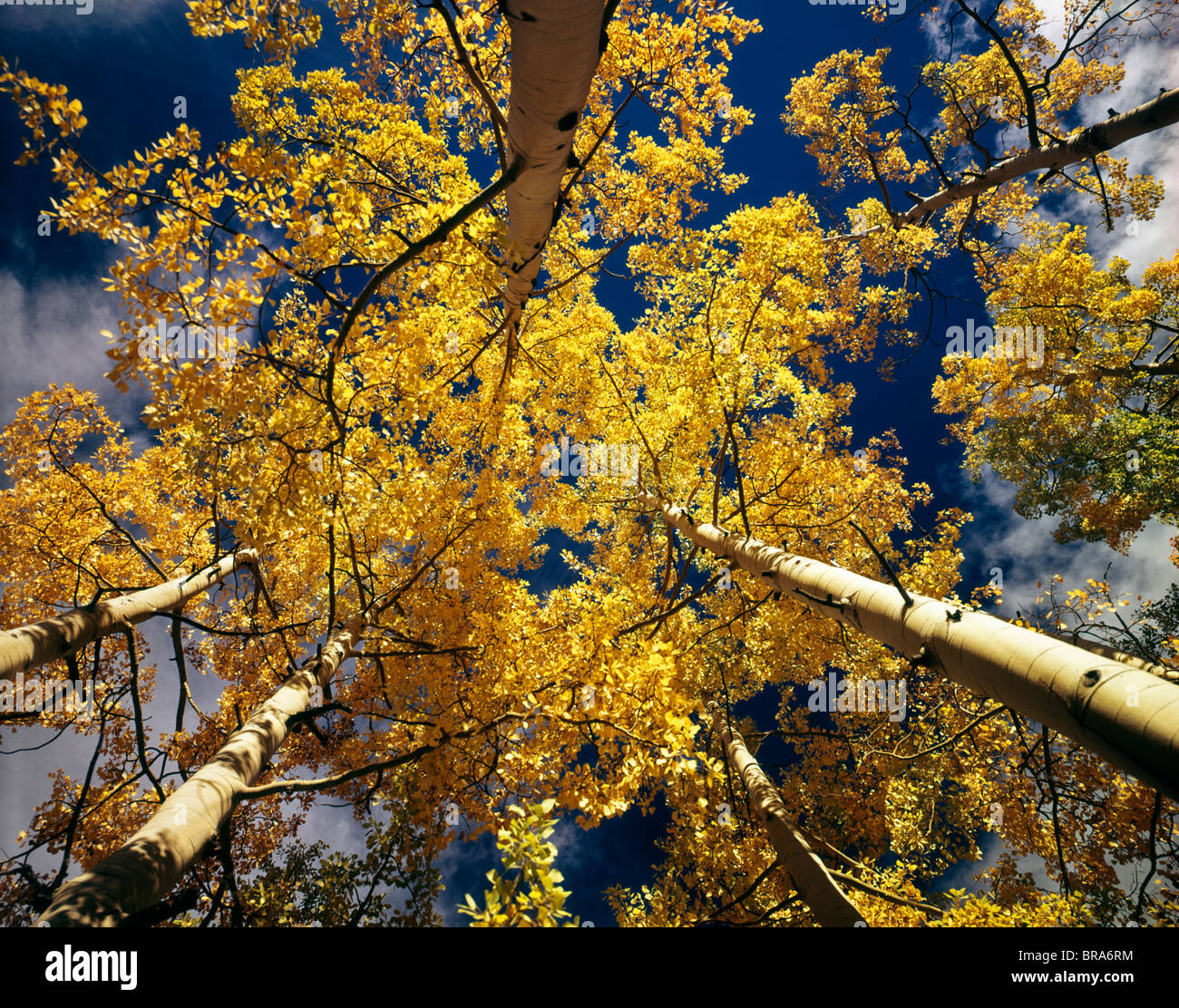 Looking up tall aspen trees hi-res stock photography and images - Alamy