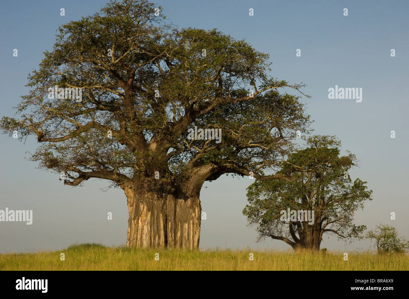 baobab-trees-tanzania-hi-res-stock-photography-and-images-alamy