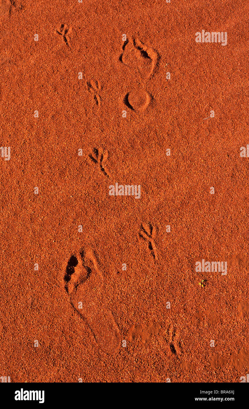 tracks and footprints, South Australia Stock Photo Alamy