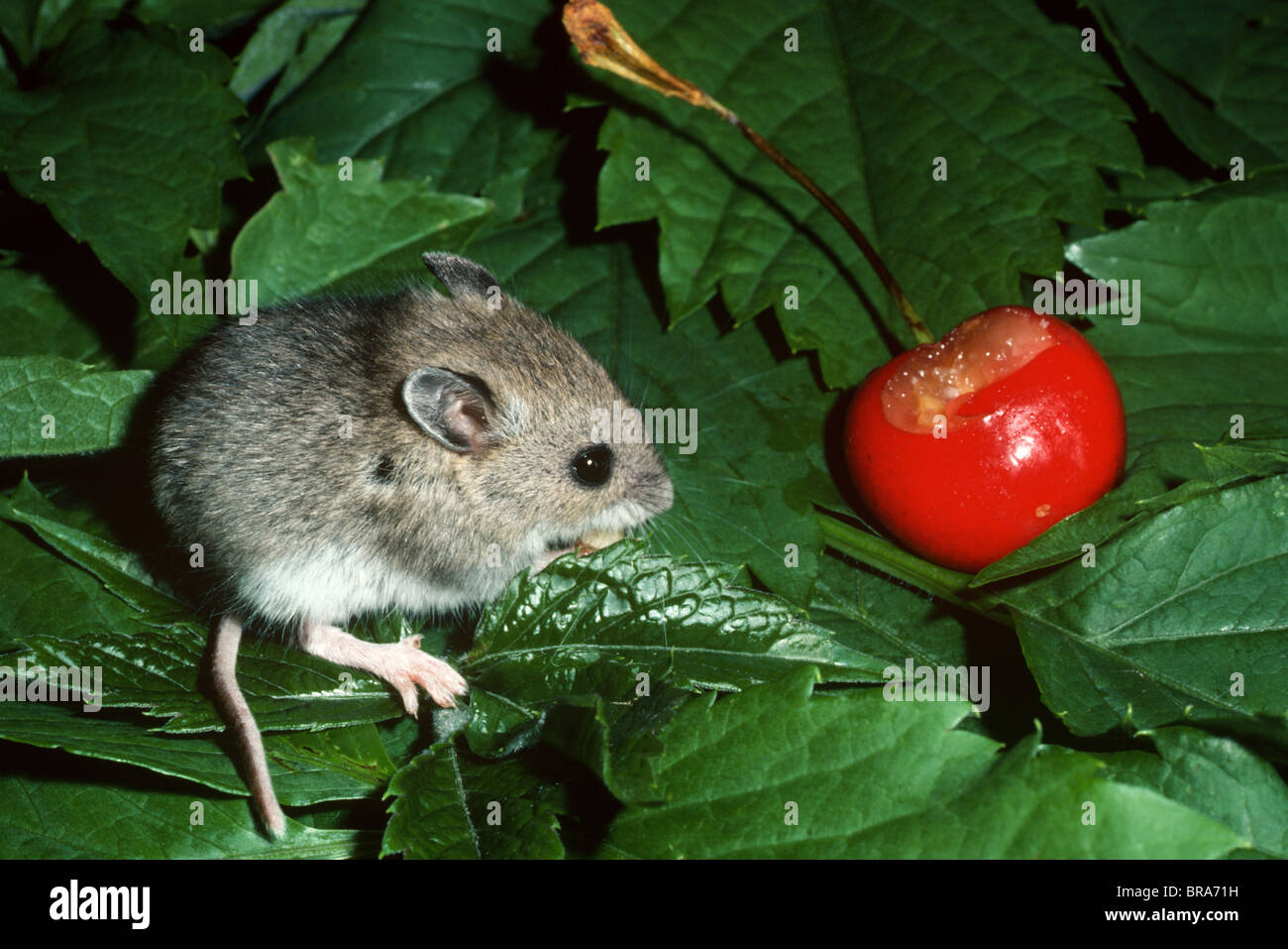 Deer Mouse Peromyscus maniculatus eating cherry North America Stock